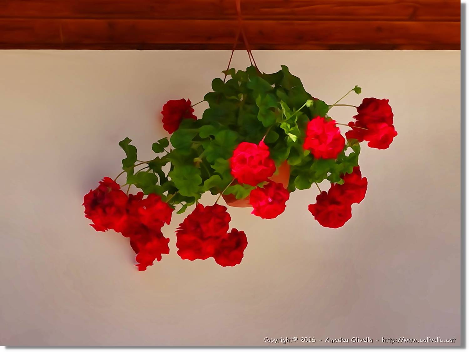 Flors_054.jpg