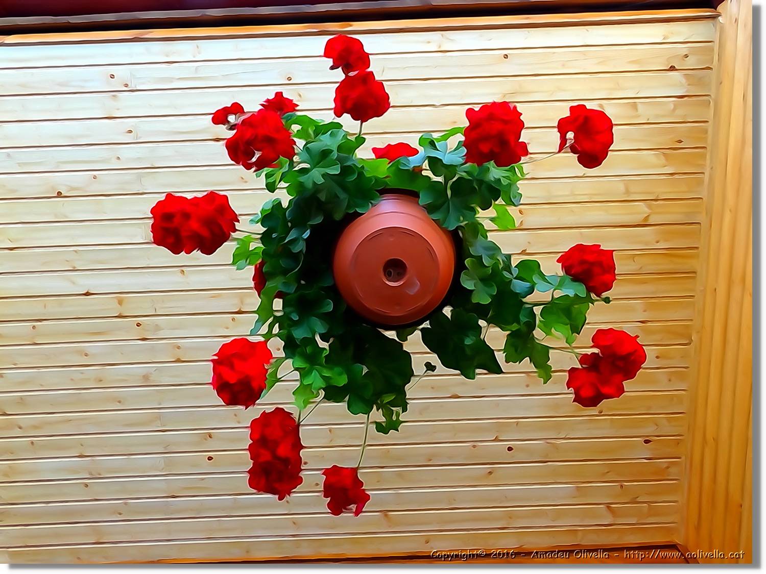 Flors_057.jpg