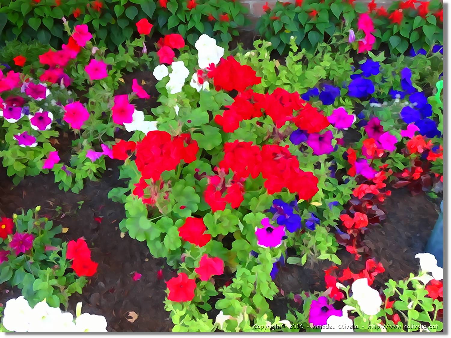 Flors_060.jpg
