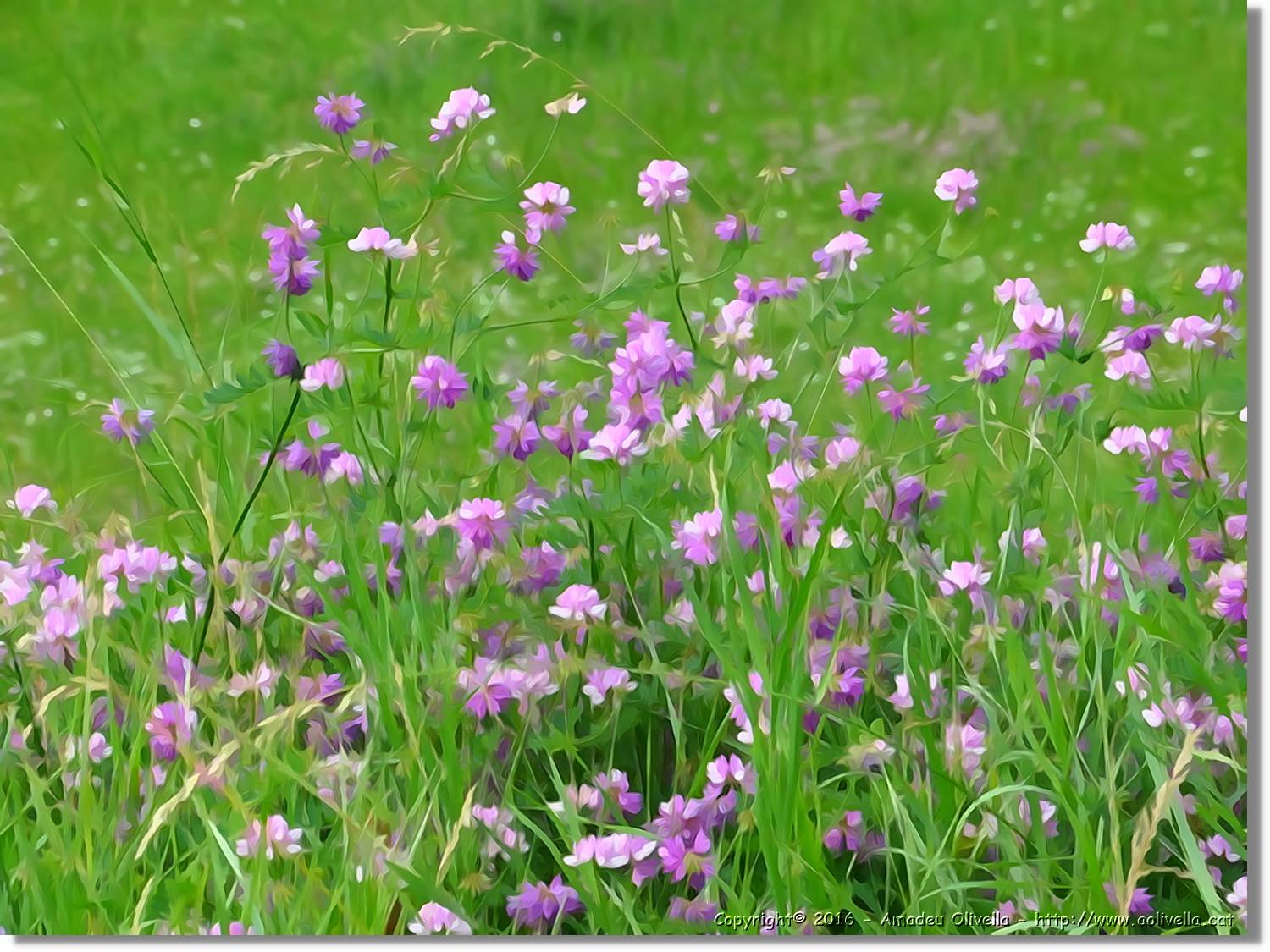 Flors_062.jpg