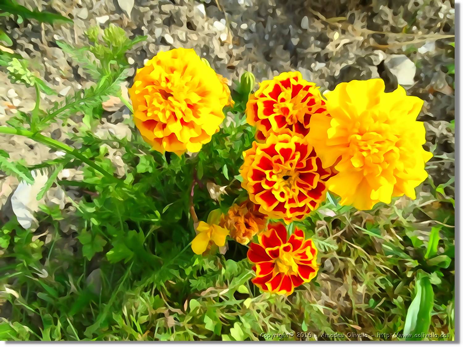 Flors_064.jpg