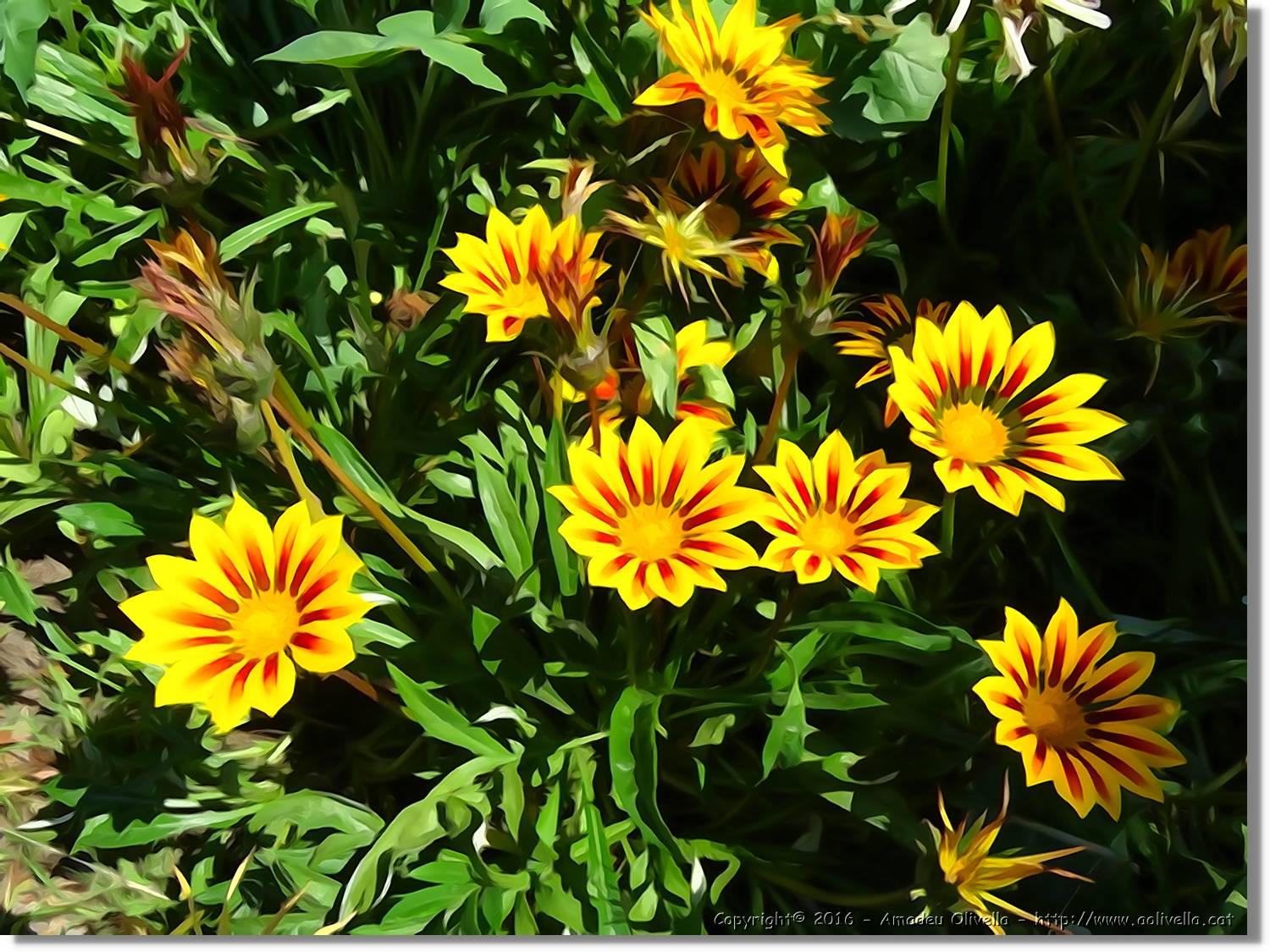 Flors_065.jpg