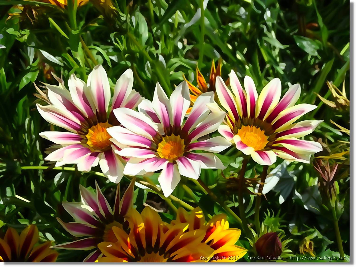 Flors_066.jpg