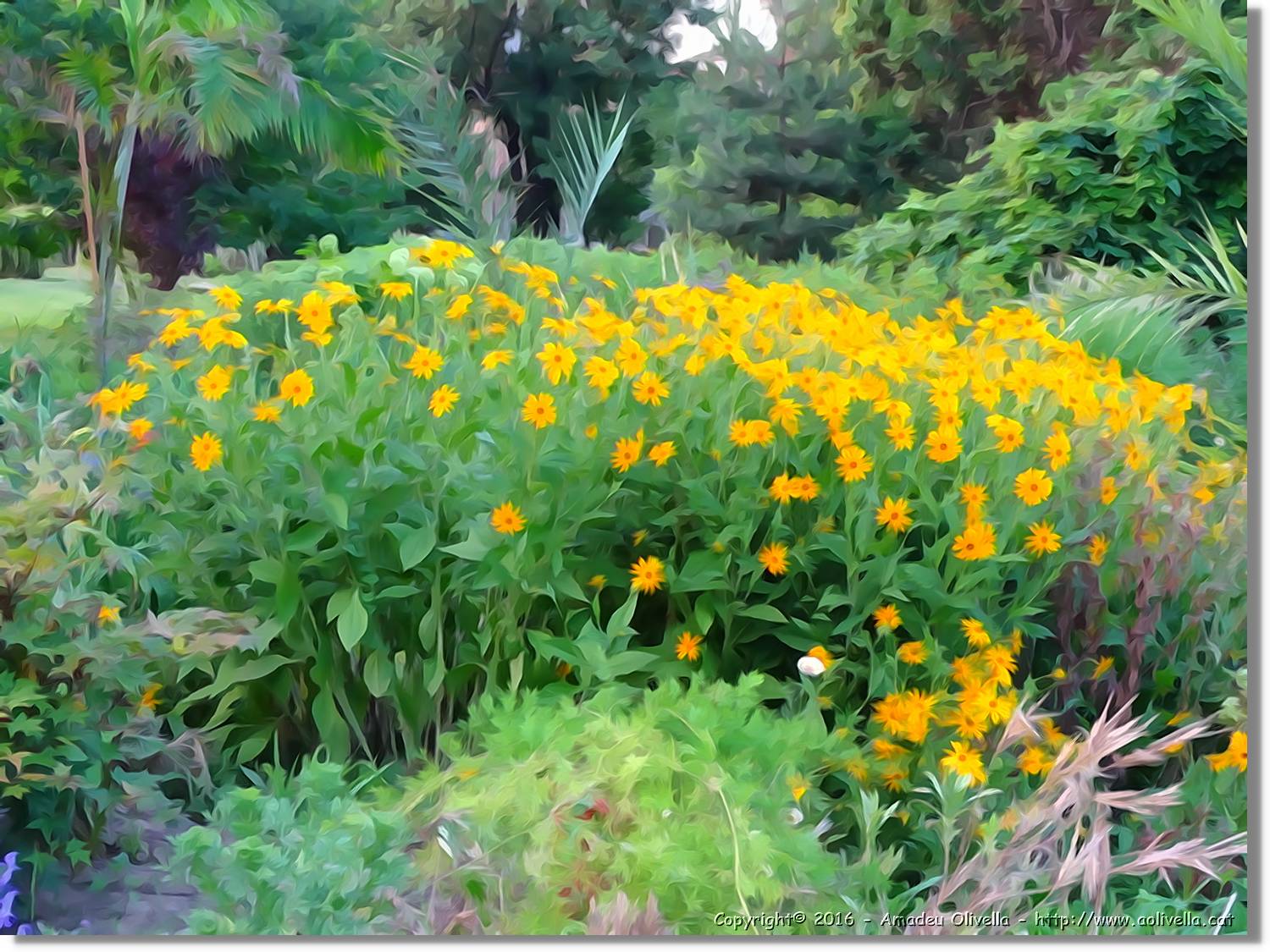 Flors_067.jpg