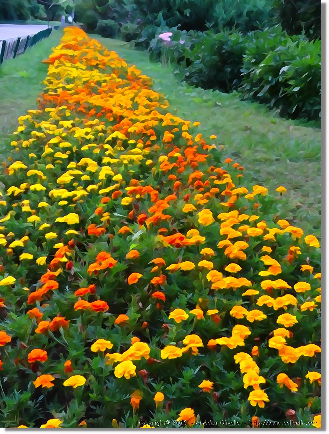 Flors_068.jpg