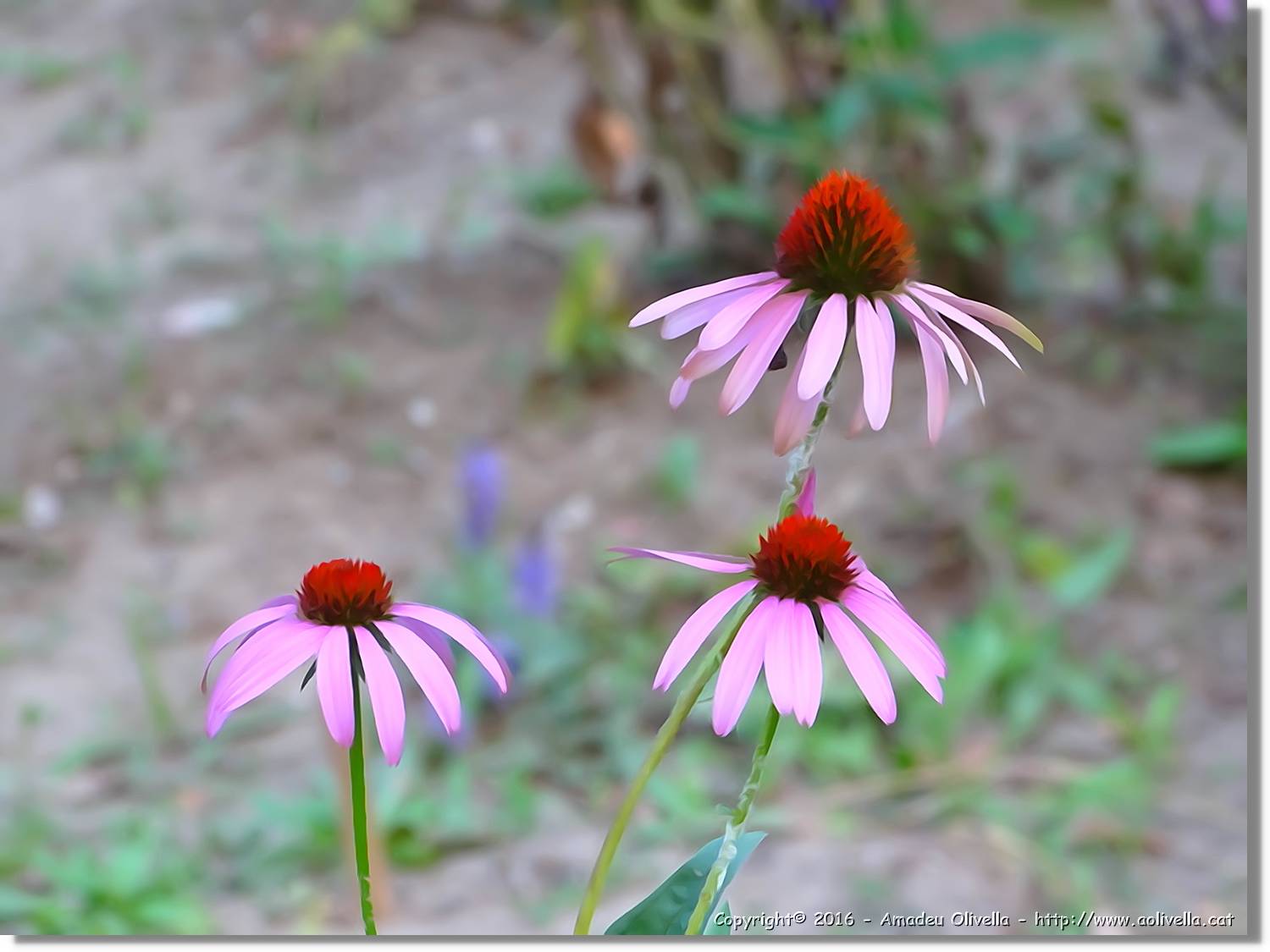Flors_069.jpg