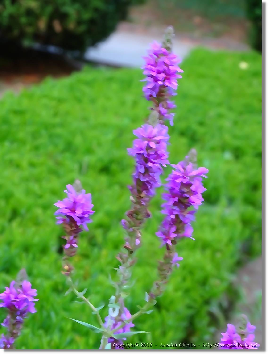 Flors_070.jpg