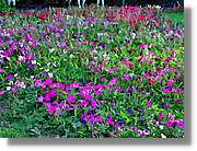 Flors_001.jpg