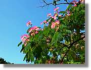 Flors_002.jpg