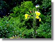 Flors_005.jpg