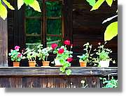 Flors_006.jpg