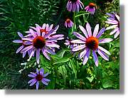 Flors_007.jpg