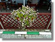 Flors_008.jpg