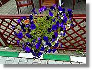 Flors_009.jpg