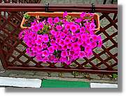 Flors_010.jpg