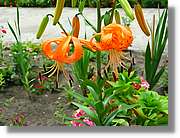 Flors_012.jpg