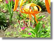 Flors_013.jpg