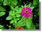 Flors_014.jpg