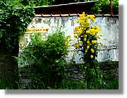 Flors_017.jpg