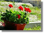 Flors_019.jpg