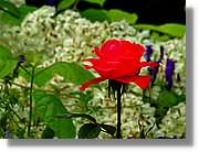Flors_021.jpg
