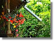 Flors_022.jpg