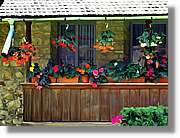 Flors_023.jpg