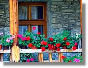 Flors_024.jpg