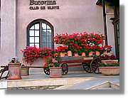 Flors_027.jpg