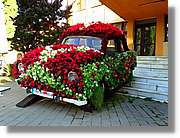 Flors_028.jpg