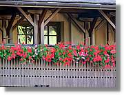 Flors_029.jpg