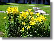 Flors_030.jpg