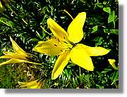 Flors_031.jpg