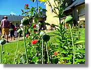 Flors_033.jpg