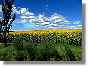 Flors_034.jpg