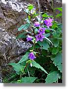 Flors_035.jpg