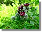 Flors_036.jpg