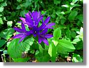 Flors_037.jpg