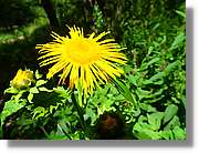 Flors_038.jpg
