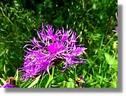 Flors_039.jpg