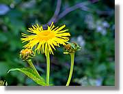 Flors_040.jpg