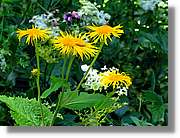 Flors_041.jpg