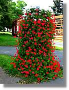 Flors_042.jpg