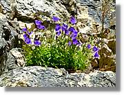 Flors_043.jpg