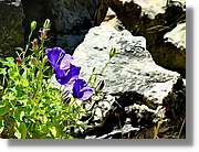 Flors_044.jpg