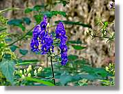 Flors_045.jpg