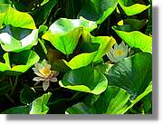 Flors_047.jpg