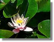 Flors_048.jpg