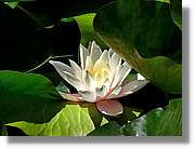 Flors_049.jpg