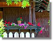 Flors_050.jpg